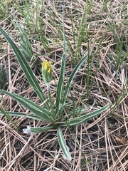 Nothocalais cuspidata