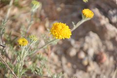 Chaenactis glabriuscula glabriuscula