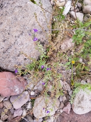 Stemodia durantifolia