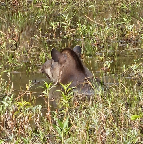 South American Tapir