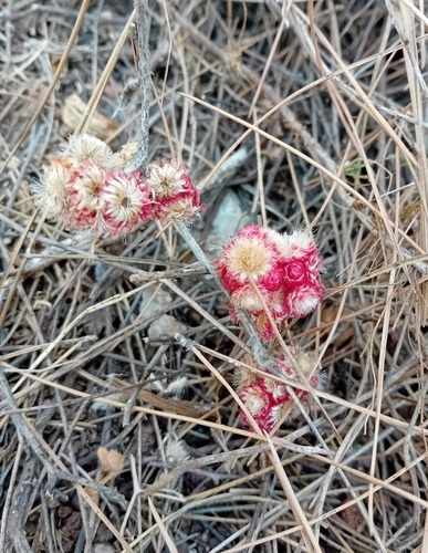Scarlet Everlasting