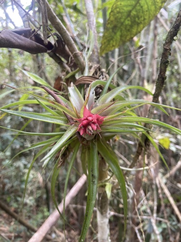 Tillandsia geminiflora