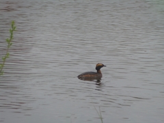 Podiceps auritus