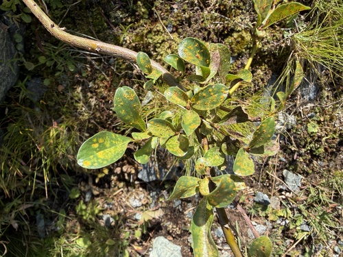 Salix retusa, photograph 2