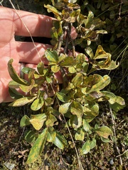 Salix retusa, photograph (c) Katrin Simon, some rights reserved (CC BY)