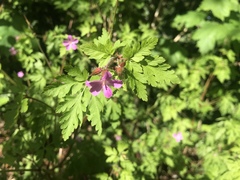 Geranium robertianum
