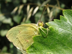 Phoebis sennae amphitrite