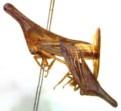 Aconophora laminata