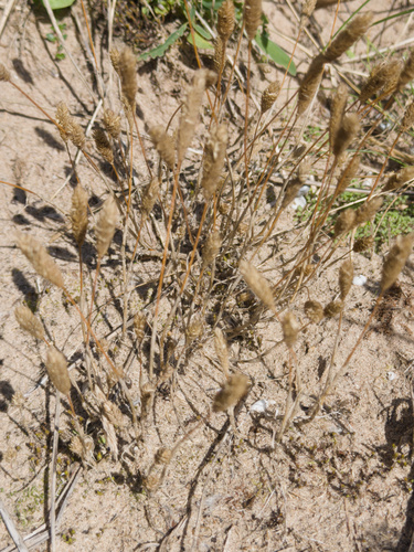 Phleum arenarium observed 2026-08-21
