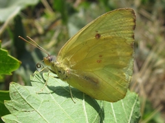 Phoebis sennae amphitrite