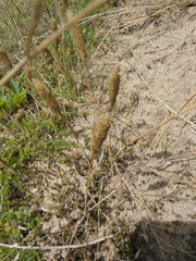 Phleum arenarium, photograph (c) Alec McClay, some rights reserved (CC BY)