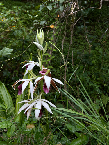 Calanthe tankervilleae observed 2026-08-24