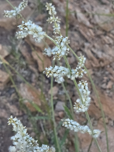 Arizona snakecotton