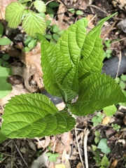 Collinsonia canadensis