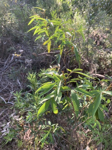 Searsia pendulina