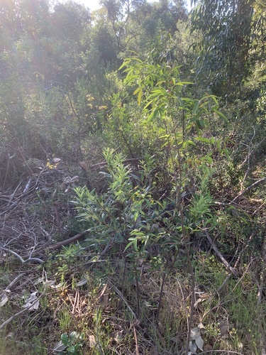 Searsia pendulina