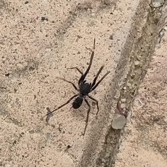 Liophrurillus flavitarsis