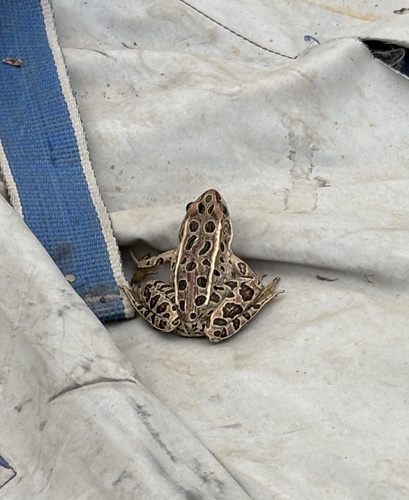 Northern Leopard Frog