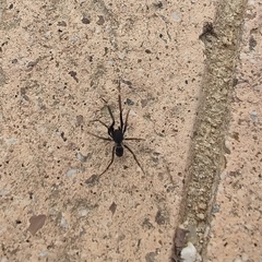Liophrurillus flavitarsis