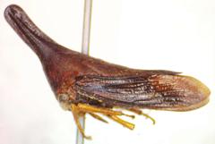 Aconophora laminata