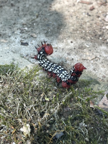 Azalea Caterpillar Moth