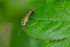 Cantharis decipiens