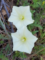 Calystegia occidentalis occidentalis