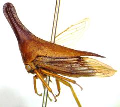 Aconophora laminata