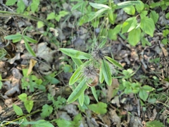 Trifolium alpestre, photograph (c) Bobo-X, some rights reserved (CC BY)