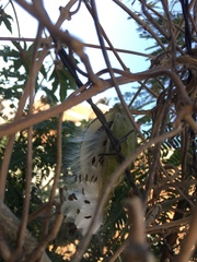 Gonolobus grandiflorus