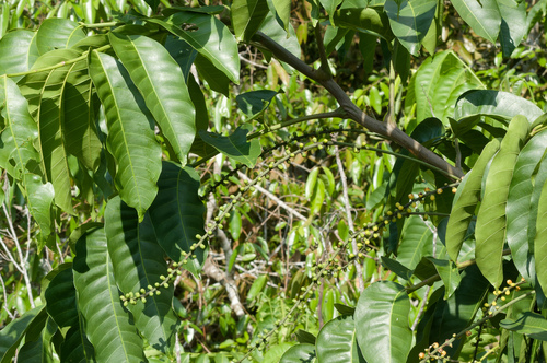 Aphanamixis polystachya