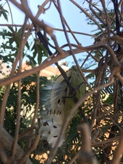 Gonolobus grandiflorus