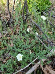 Calystegia occidentalis occidentalis