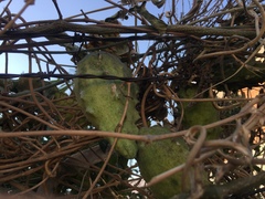 Gonolobus grandiflorus