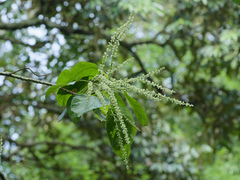 Claoxylon indicum