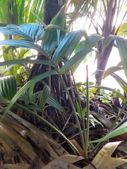 Roscheria melanochaetes