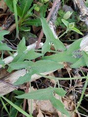 Calystegia occidentalis occidentalis