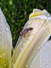 Closterotomus annulus