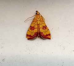 Isocentris filalis