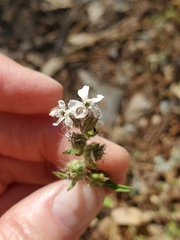 Silene gallica anglica