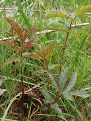 Filipendula