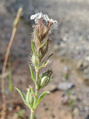 Silene gallica anglica
