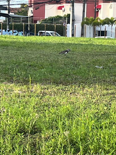 Southern Lapwing