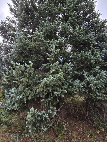 Picea pungens, photograph 6
