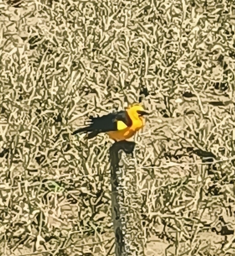 Oriole Blackbird