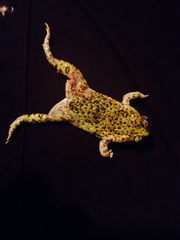 Anaxyrus debilis