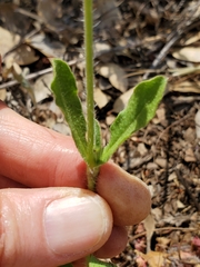 Silene gallica anglica