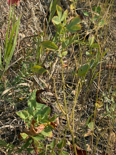 Thermopsis rhombifolia