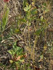 Thermopsis rhombifolia