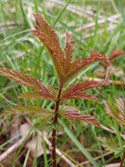 Filipendula